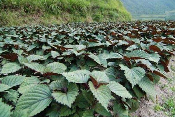 紫苏种植注意事项