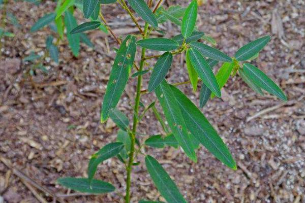 跳舞草种植方法和时间