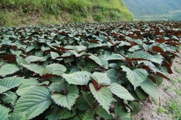 紫苏种植效益分析