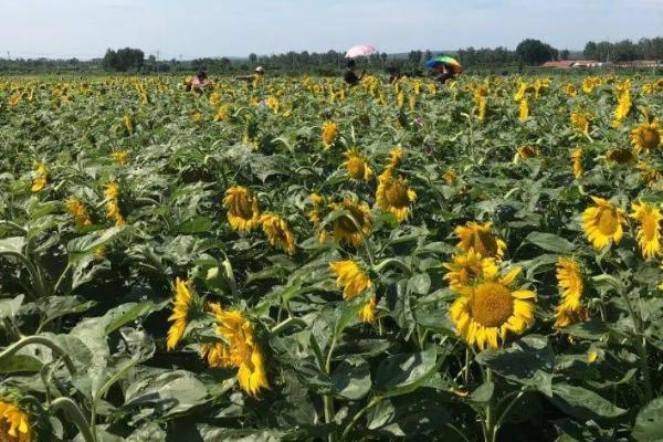 怎么在春白地里面种植杂交油葵，可进行直播或育苗移栽