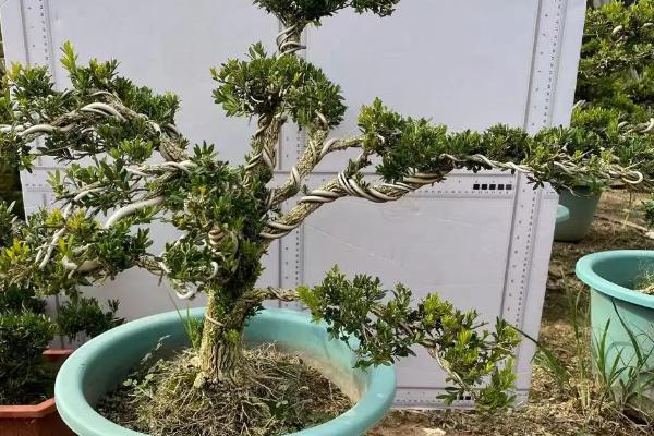 种植盆景的8个要点，需根据盆栽长势决定换盆年限