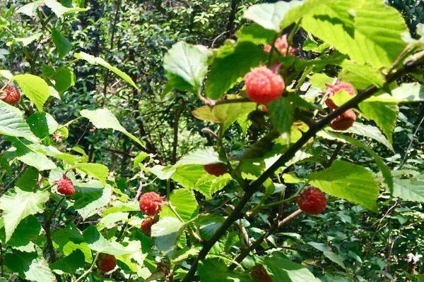 山莓种植方法