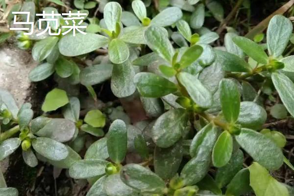 农村适合种什么野菜，看准市场再选择