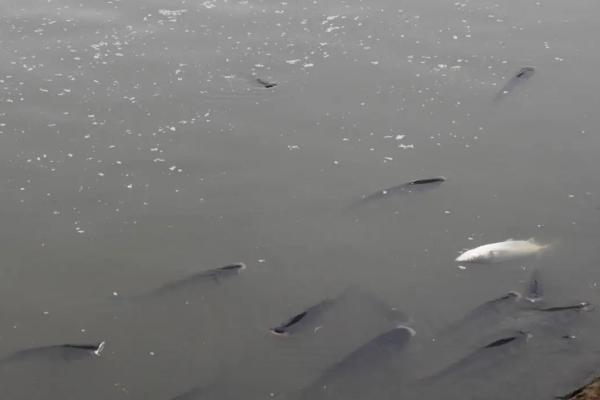 鱼浮头的原因，缺氧时会浮出水面呼吸