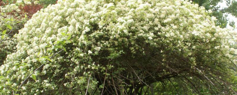 木香花的繁殖方法，这五种繁殖方法不可不知