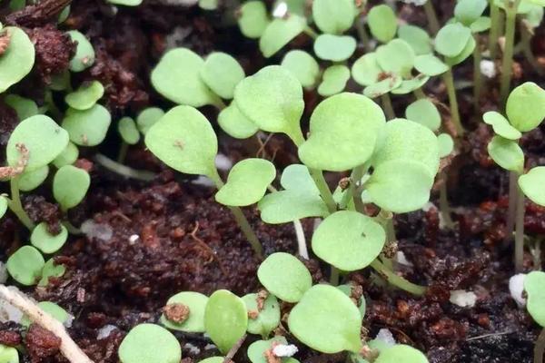 西兰花种子售价，附种植方法