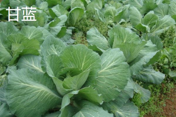 6月能种什么菜