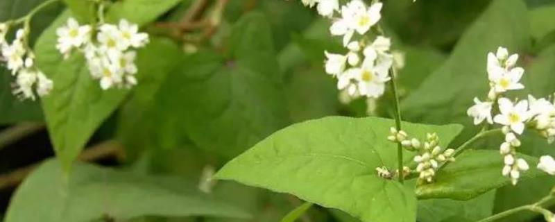 荞麦高产种植技术，在有条件的地方放养蜜蜂来传粉