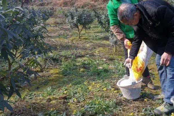 同胜柱花椒管理要点