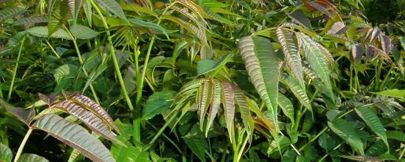 怎样种植香椿，附其生物学特征