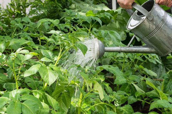 土豆浇水方法，结薯期切忌大水漫垅