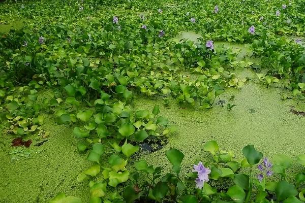 水葫芦可以净化水质吗