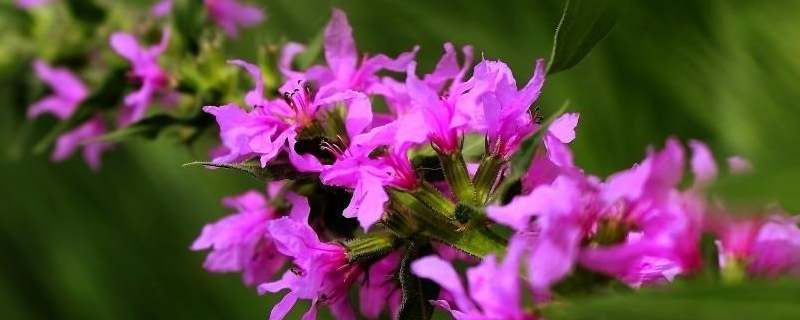 千屈菜种植技术，生长习性是什么