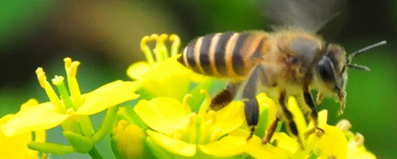 蜜蜂酿蜜，附代表蜜种