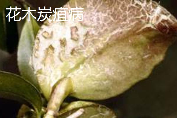 植物炭疽病的防治