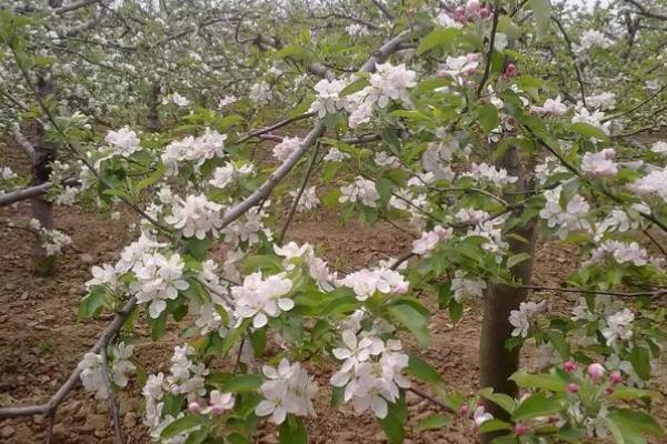 苹果树开花时间，通常集中在4-5月份开放