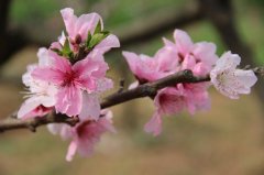 桃花开放季节解读（解释