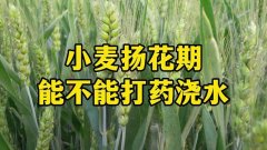 小麦扬花期能打农药吗（