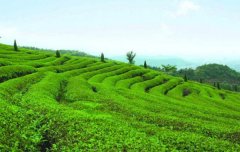 茶果间作种植方式（茶果