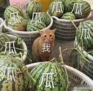 瓜田里的猹是什么梗？表