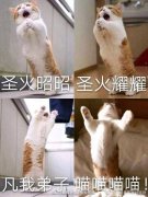 <strong>猫猫教和狗狗教是什么意</strong>