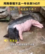 小香猪能长多大？小香猪