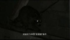 夜狸猫是什么动物？夜狸