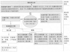 蛋白质的主要功能有哪些