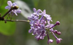 丁香花什么时候开花（指