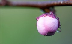 <strong>花蕾与花蕊有何区别（解</strong>