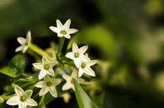 夜来香的花语（揭示夜来