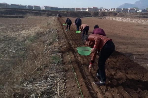 1公斤重楼种子能种几亩地