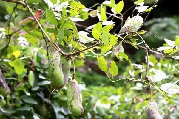 八月炸种植要点，附繁殖方法