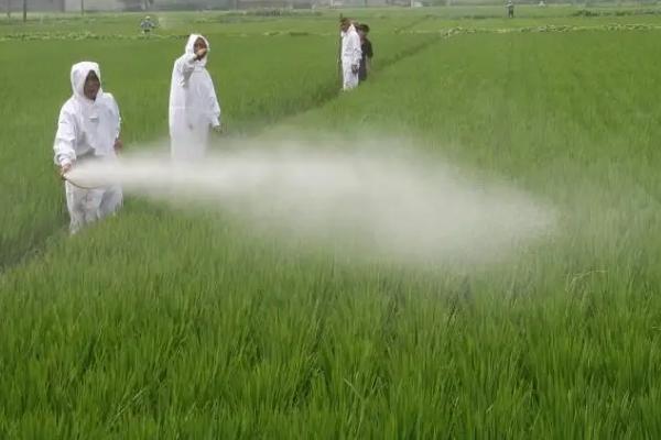 30斤水兑多少赤霉素