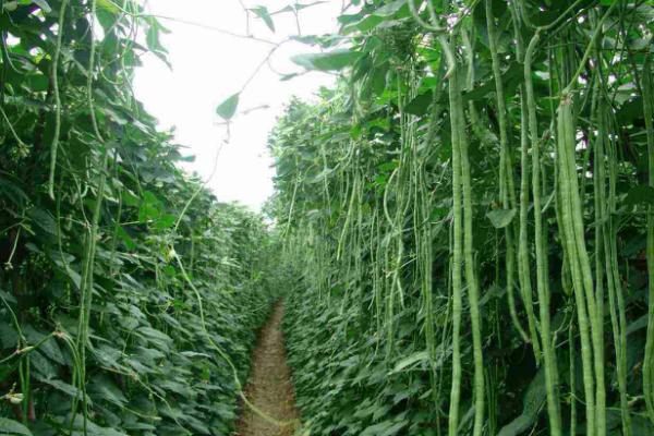 6月份能不能种植豆角，夏季栽培主要集中在6月份左右