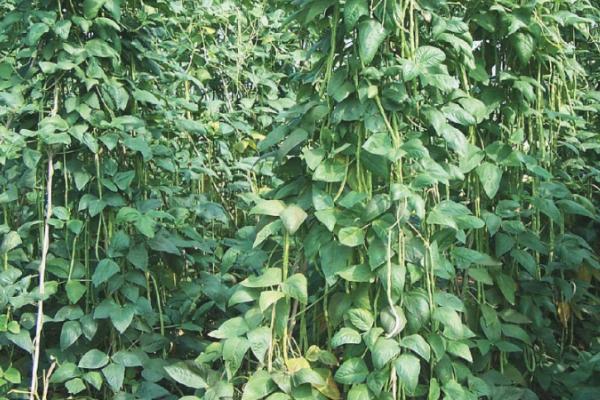 6月份能不能种植豆角，夏季栽培主要集中在6月份左右