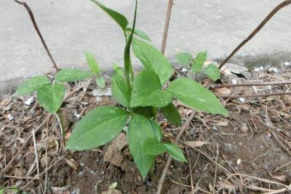 半夏种植技术