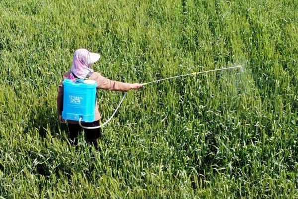 吡虫啉与毒死蜱在拌种方面的区别，吡虫啉拌种后表面光滑、毒死蜱拌种后表面粗糙