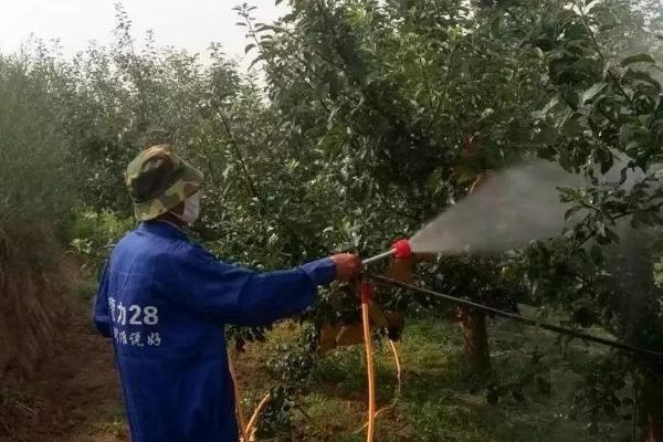 不能在果园使用的除草剂有哪些，同一除草剂不能在不同的果树上使用