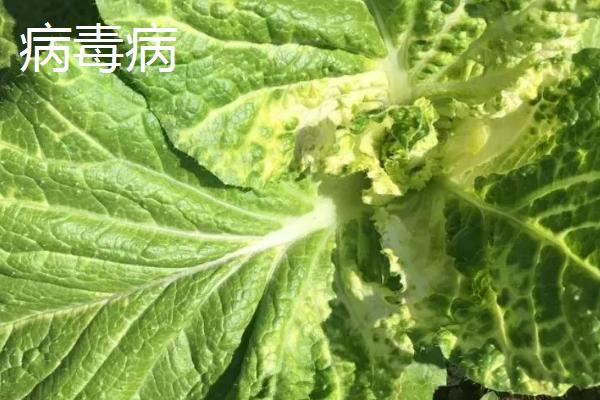 大白菜的主要病害怎么防治，关键是种植抗病品种