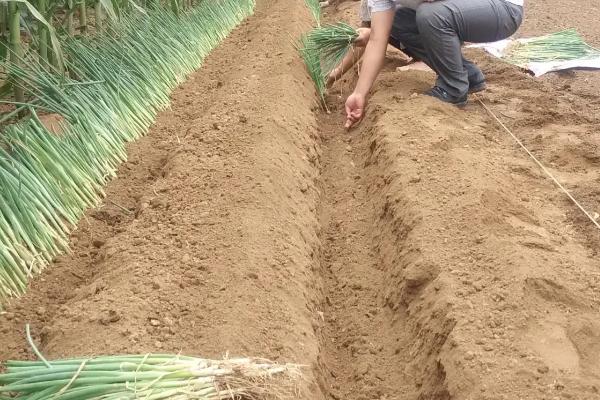 大葱的种植与管理技术