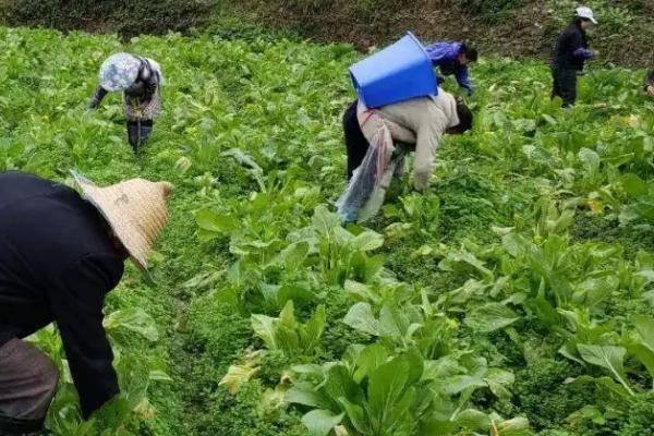 大白菜根腐病如何用药