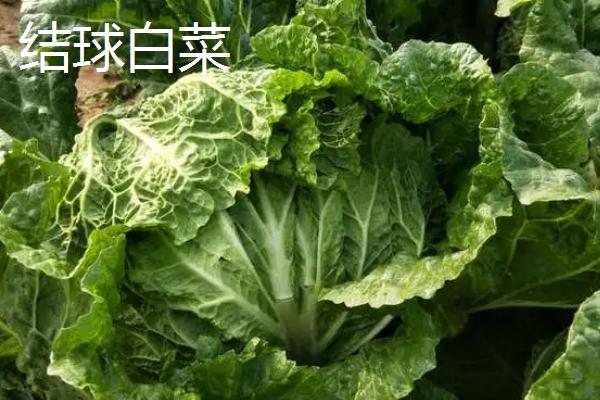 大白菜的品种，原始类型为散叶大白菜