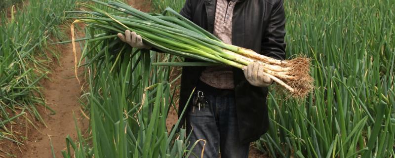 大葱如何种植才能高产