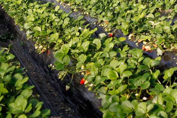 大棚草莓高产种植方法，从扣棚至显蕾期间、每隔10天左右追肥一次