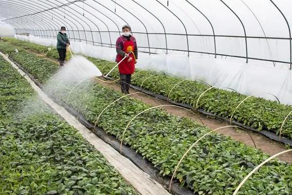 大棚蔬菜冬季浇水要注意什么，棚内温度过低时要减少浇水次数