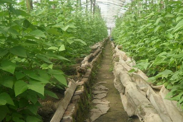 大棚豆角的浇水方法，花期可以每隔5-6天浇1次