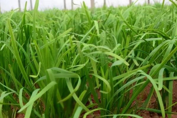 大棚韭菜种植要点，扣膜前期要适当增温