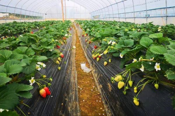 大棚果菜通风不当怎么办，早上9点可放风半小时