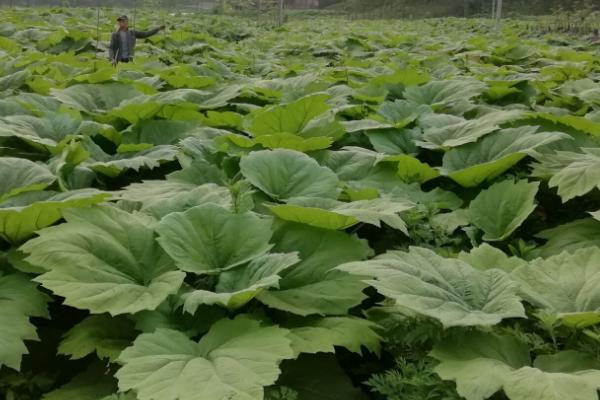 大黄的种植要点，适合种植在含腐殖质的褐色土和沙质的壤土